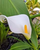 White Dwarf Calla Lily