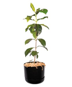 Native Gardenia | Atractocarpus fitzalanii