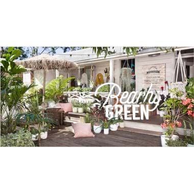 Beachy Green | Plant Packages