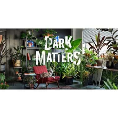 A Dark Matters | Plant Packages