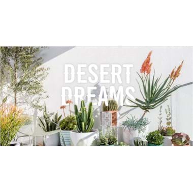 A Desert Dreams | Plant Packages