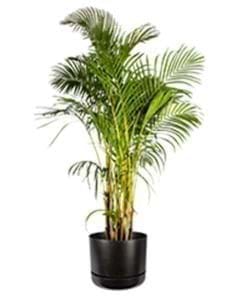 Golden Cane Palm | Dypsis lutescens