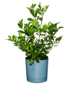 Gardenia | Gardenia spp