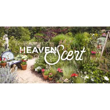 A Heaven Scent | Plant Packages
