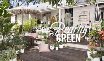 Beachy Green | Plant Package