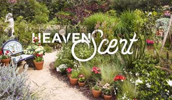 Heaven Scent | Plant Package