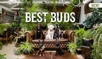 Best Buds | Plant Package