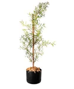 Australian Plum Pine | Podocarpus elatus