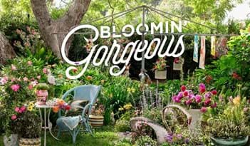 Bloomin' Gorgeous | Plant Package