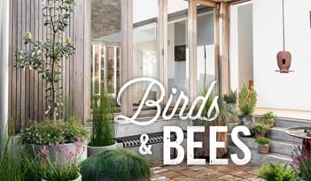 Birds & Bees | Plant Package