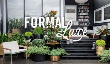 Formal Luxe | Plant Package