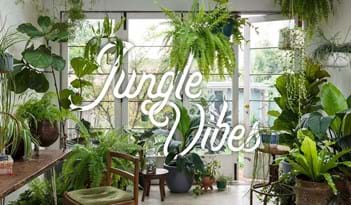 Jungle Vibes | Plant Package